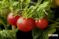 【种植】西红柿种植技术与管理，八大要点教会你种植