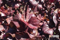 【花卉大全】红桑保持叶色鲜艳的条件：喜温暖、湿润的环境