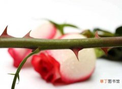 【玫瑰】月季和玫瑰的区别，茎刺叶子花期花色和香味都不同