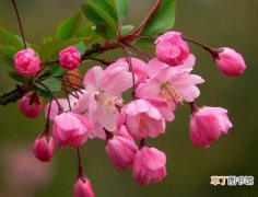可观赏时间大概在半个月左右 【海棠花】垂丝海棠花期：花期在3-4月份