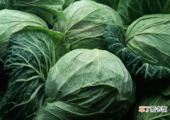 【蔬菜】什么是卷心菜：一种富含水分和维生素C的蔬菜