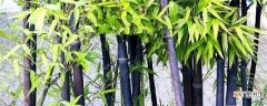 【注意事项】紫竹的养殖方法和注意事项