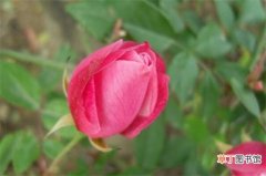 【花苞】玫瑰花苞买回来不开花怎么办，四种方法让其迅速开花