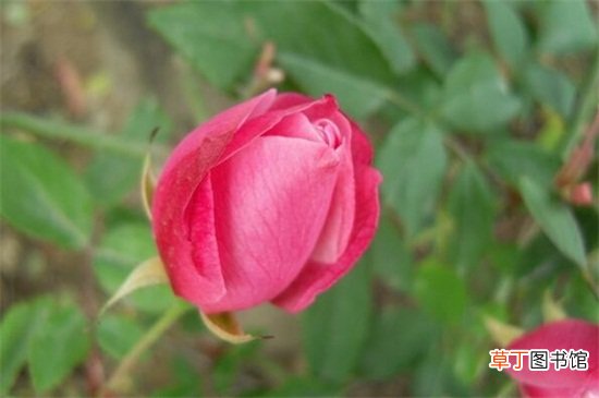 【花苞】玫瑰花苞买回来不开花怎么办，四种方法让其迅速开花
