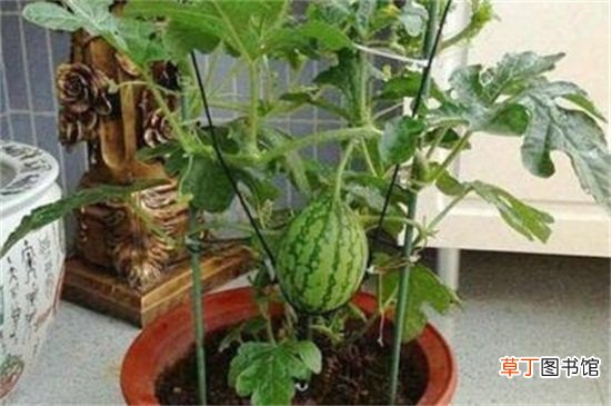 【盆栽】西瓜籽怎么种小盆栽，瓜籽消毒选盆搭架种植