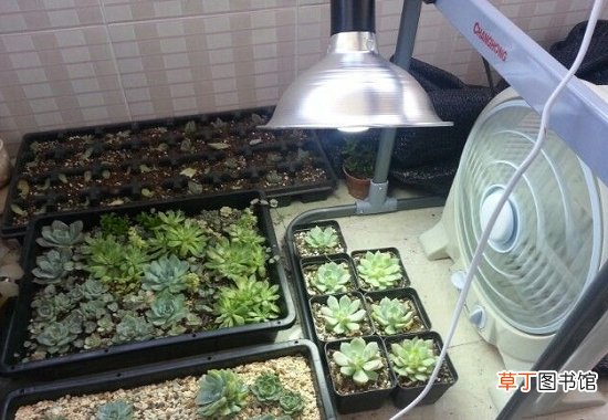 【作用】灯光真的能为植物补光吗：补光灯的作用仅限于补光,并不能代替阳光