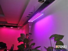 【作用】灯光真的能为植物补光吗：补光灯的作用仅限于补光,并不能代替阳光