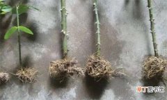 【方法】裸根月季缓苗的方法介绍，消毒杀菌后入盆栽种