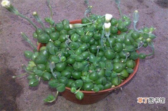 【繁殖】珍珠吊兰一粒能繁殖吗，配制盆土扦插生根养护