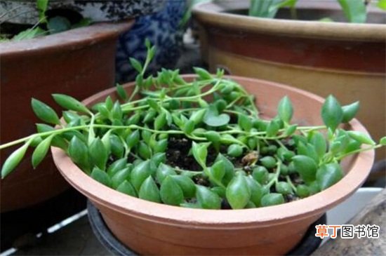 【繁殖】珍珠吊兰一粒能繁殖吗，配制盆土扦插生根养护