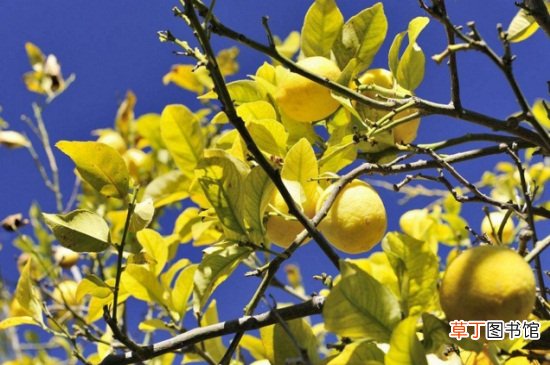 【树叶】柠檬树叶子发黄打卷，增加养分以及消灭虫害