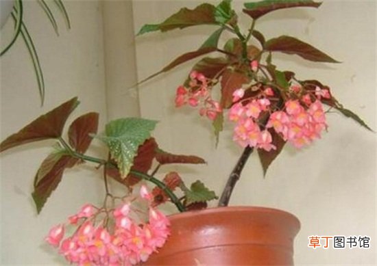 【多】竹节海棠怎么养多开花，八大要点让它一年四季花开爆盆