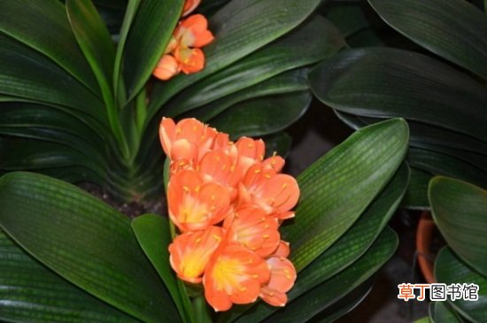 【开花】君子兰开花怎么维护，恒温养护并提高湿度