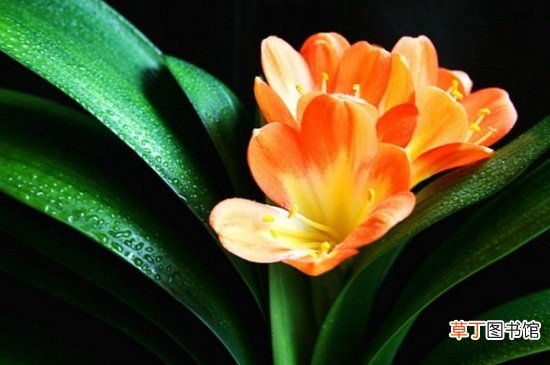 【开花】君子兰开花怎么维护，恒温养护并提高湿度