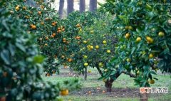 【树】柠檬树的养殖方法和注意事项：喜光,但阳光过分强烈又生长不良