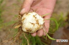 【栽培方法】百合花的栽培方法，湿沙催芽和水肥管理是关键