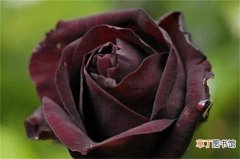 【多】路易十四玫瑰多少钱可购买，一株价格为10～15元