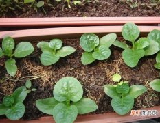 【种植方法】木耳菜的种植方法：手把手教你在家种植木耳菜