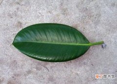 【树叶】橡皮树叶子扦插过程图，橡皮树叶插的方法与养护技巧