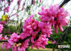 【花期】紫荆花期：花期3～4月