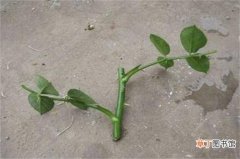【扦插】桔子扦插方法，4个步骤教你扦插繁殖