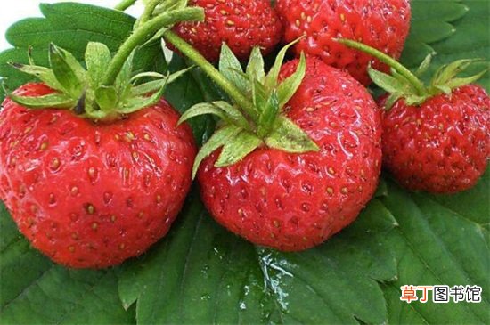 【植物】草莓是裸子植物还是被子植物