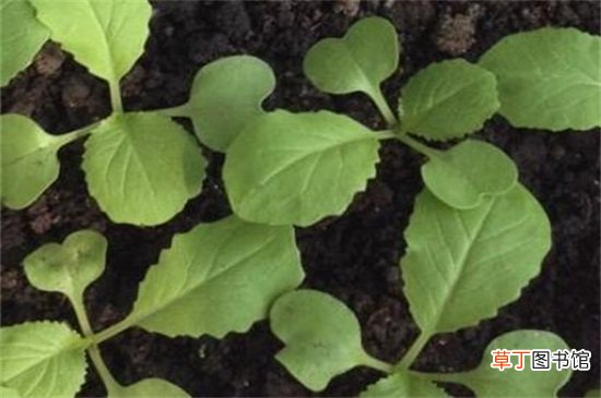 【方法】小白菜种植时间和方法