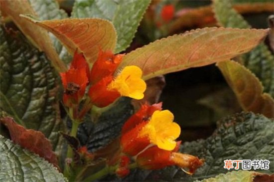 【养殖方法】金红花的养殖方法和注意事项