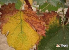 【葡萄】盆栽葡萄树叶子黄了怎么办，5个方法教你告别叶片枯萎发黄
