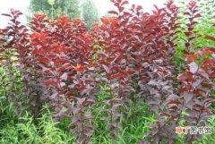 【阳光】红叶李种植技术：喜略微湿润、阳光充足的环境