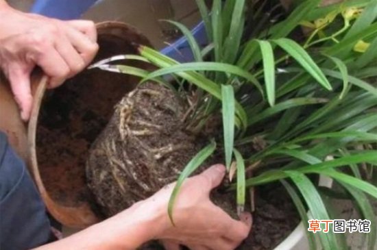 【植物】盆栽植物用肥过量怎样解决，浇水稀释并修剪主干