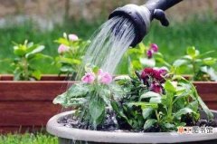 【植物】盆栽植物用肥过量怎样解决，浇水稀释并修剪主干