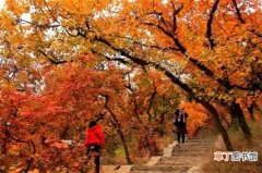【月份】香山红叶最佳观赏时间，秋季10月份最佳观赏期