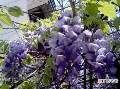 【吃】紫藤花怎么吃，关于紫藤花的四种不同吃法以及注意事项