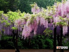 【落叶】紫藤的资料：落叶攀援缠绕性大藤本植物
