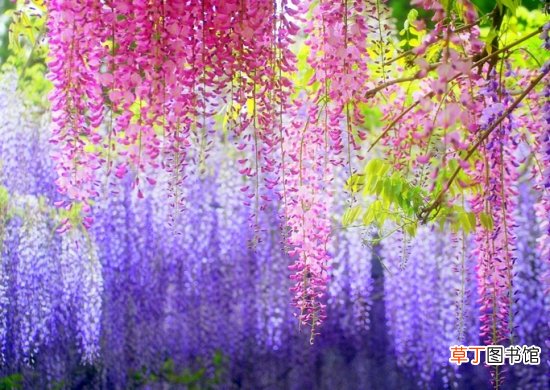 【种子】紫藤花种子怎么种：喜湿润、阳光充足的环境