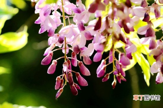 【种子】紫藤花种子怎么种：喜湿润、阳光充足的环境