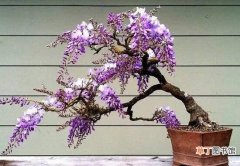 【不开花】紫藤为什么不开花，详解5种原因及解决方法