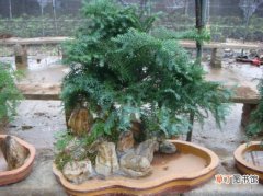 【养殖方法】澳洲杉的养殖方法和注意事项：忌盆内积水