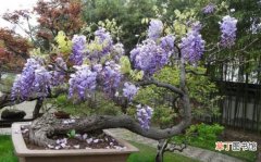 【盆景】紫藤盆景怎么修剪，给紫藤修剪造型的四个方法