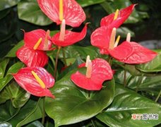 【红掌】火鹤花和红掌有什么区别，产地花苞花穗生长的温度不同
