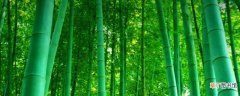 【花卉大全】竹类代表哪一类人