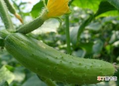 【种植】黄瓜种植技术：花期水肥控制最重要