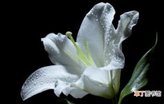 【象征】白百合资料：象征纯洁、神圣之花不可侵犯