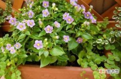 【土壤】紫芳草的养殖方法：需要保持土壤湿度和充足阳光