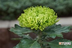【养殖方法】绿菊花的养殖方法和注意事项，夏季防晒避免灼伤