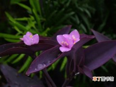 【栽培】紫鸭跖草有何特性，怎样栽培