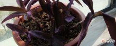【注意事项】紫鸭跖草的养殖方法和注意事项