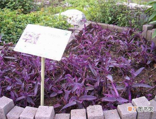【浇水】紫鸭跖草的养殖方法：浇水应做到“不干不浇，浇则浇透”