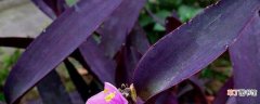 【方法】紫鸭跖草的扦插方法